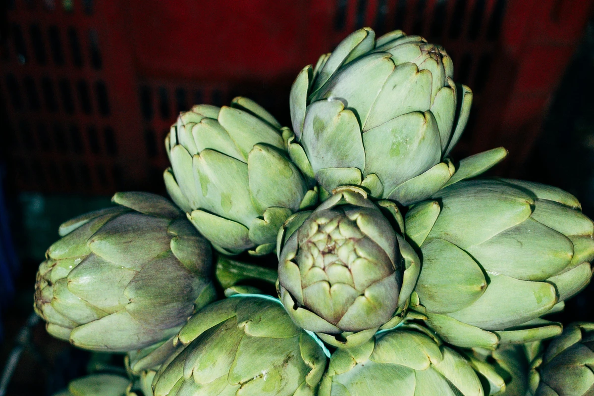 manfaat artichoke dalam skincare