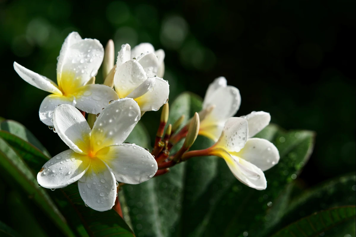 wangi frangipani seperti apa