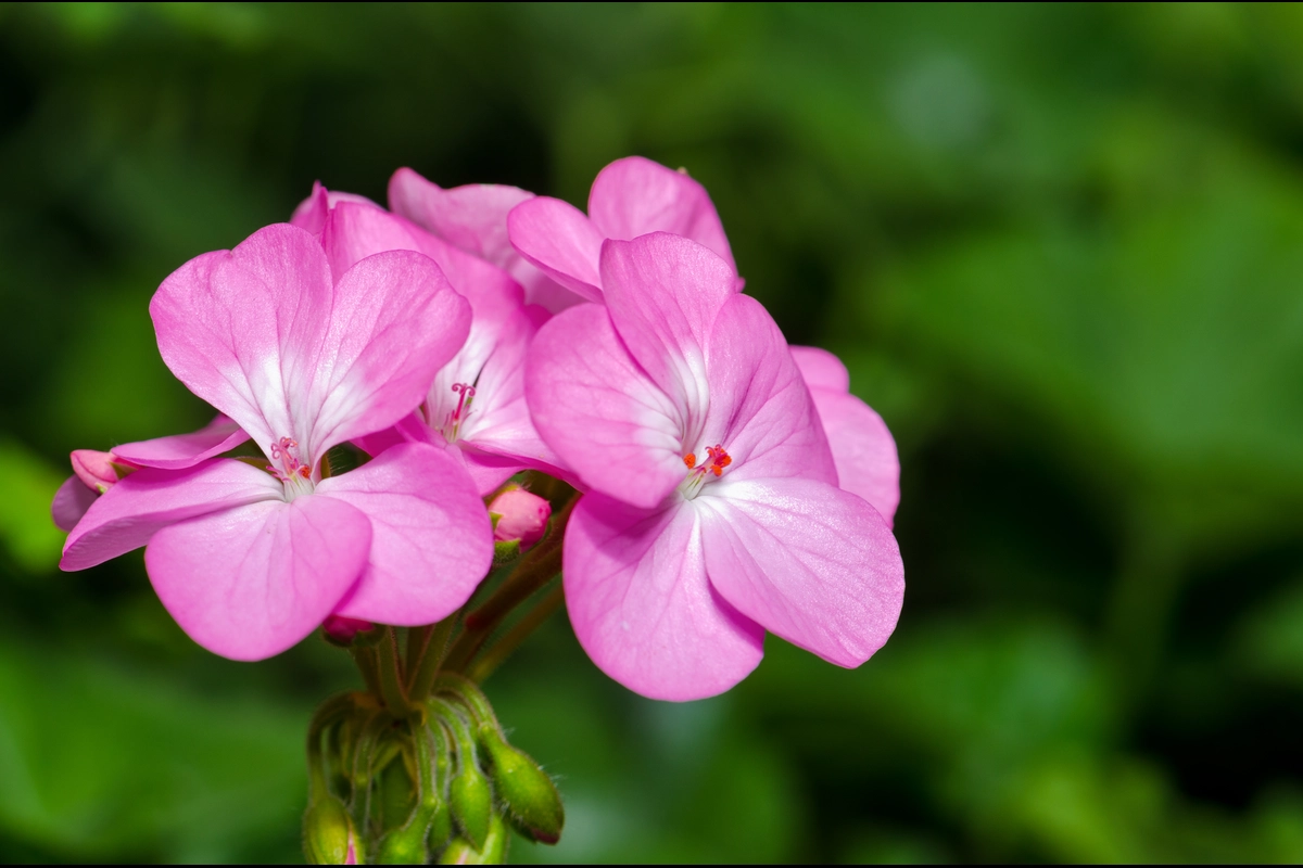 wangi geranium seperti apa