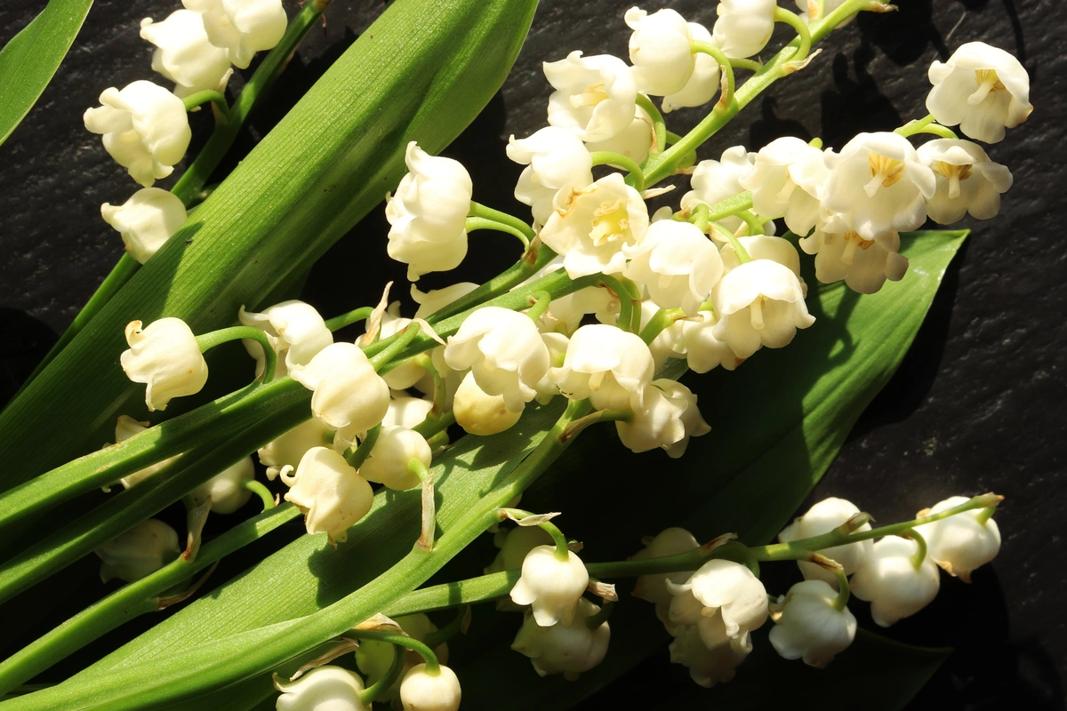 wangi lily of the valley seperti apa