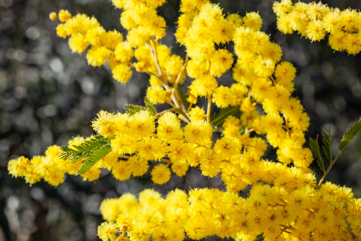 wangi mimosa seperti apa