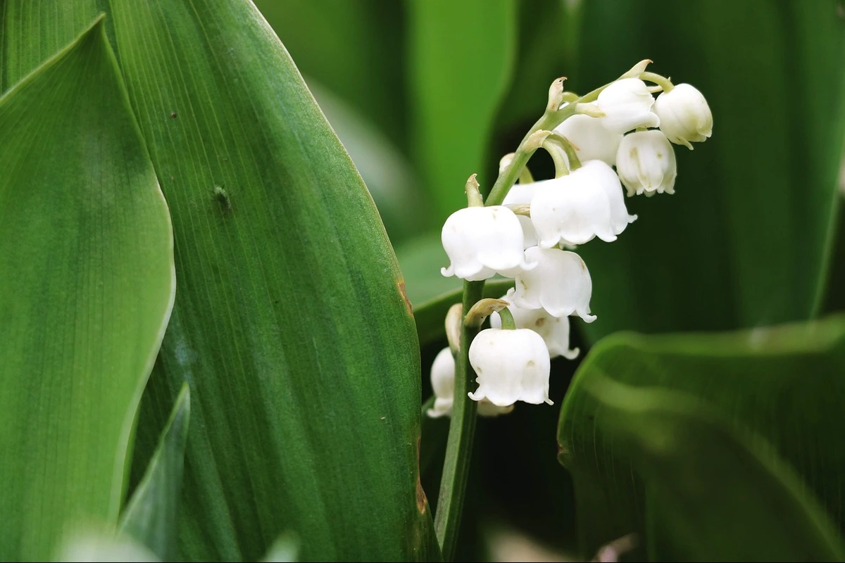 wangi muguet seperti apa